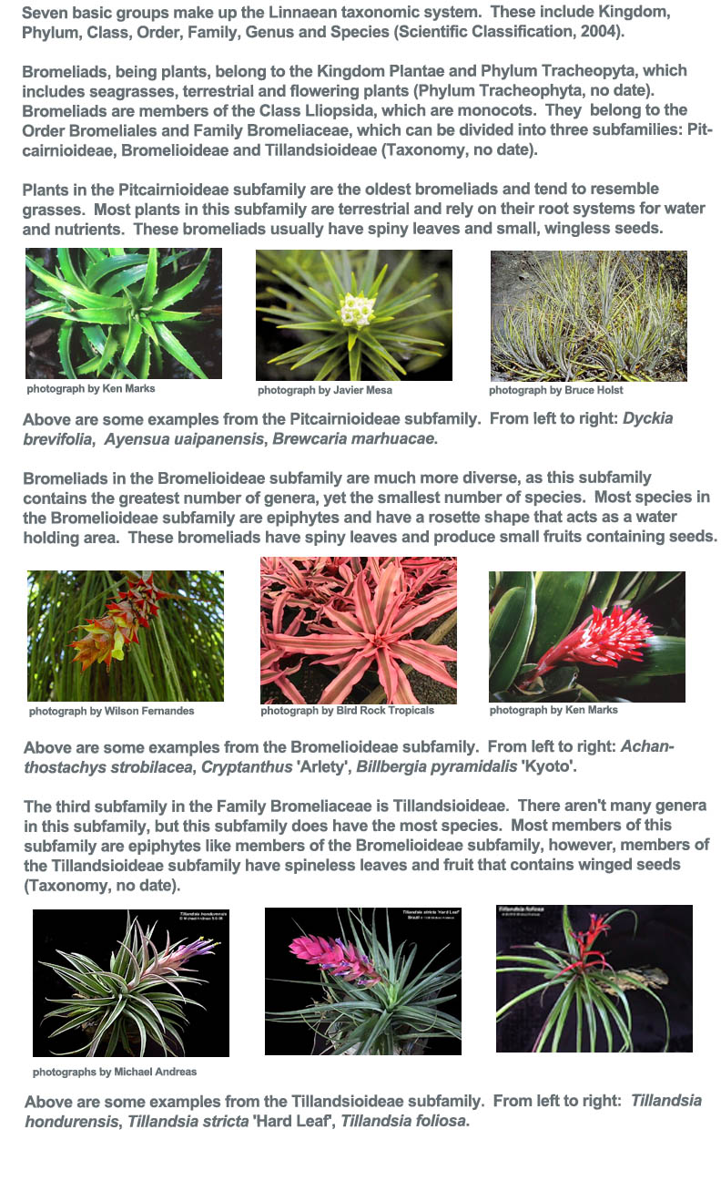 Bromeliads taxonomy